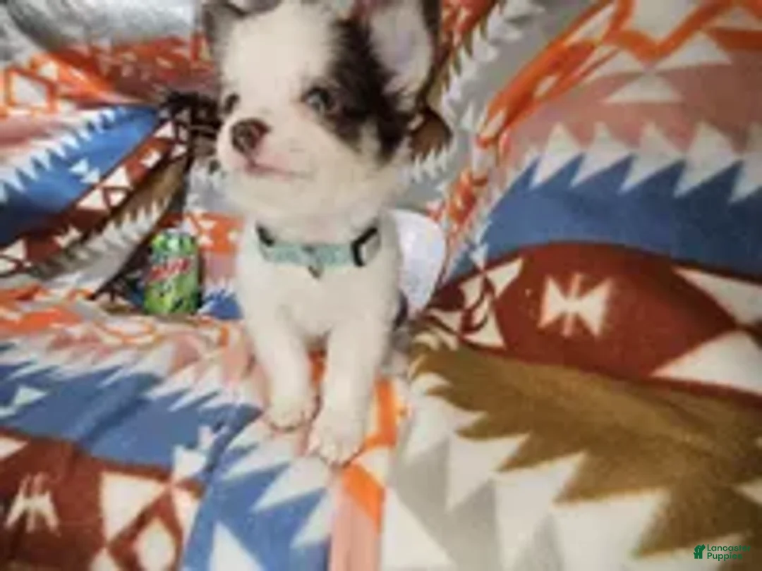 Chihuahua dogs for sale: Jo Jo (Long-Haired T-Cup) - Ad 4
