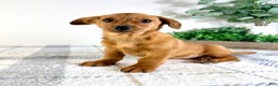 Mixed Breed dogs for sale: Delilah - Ad 4