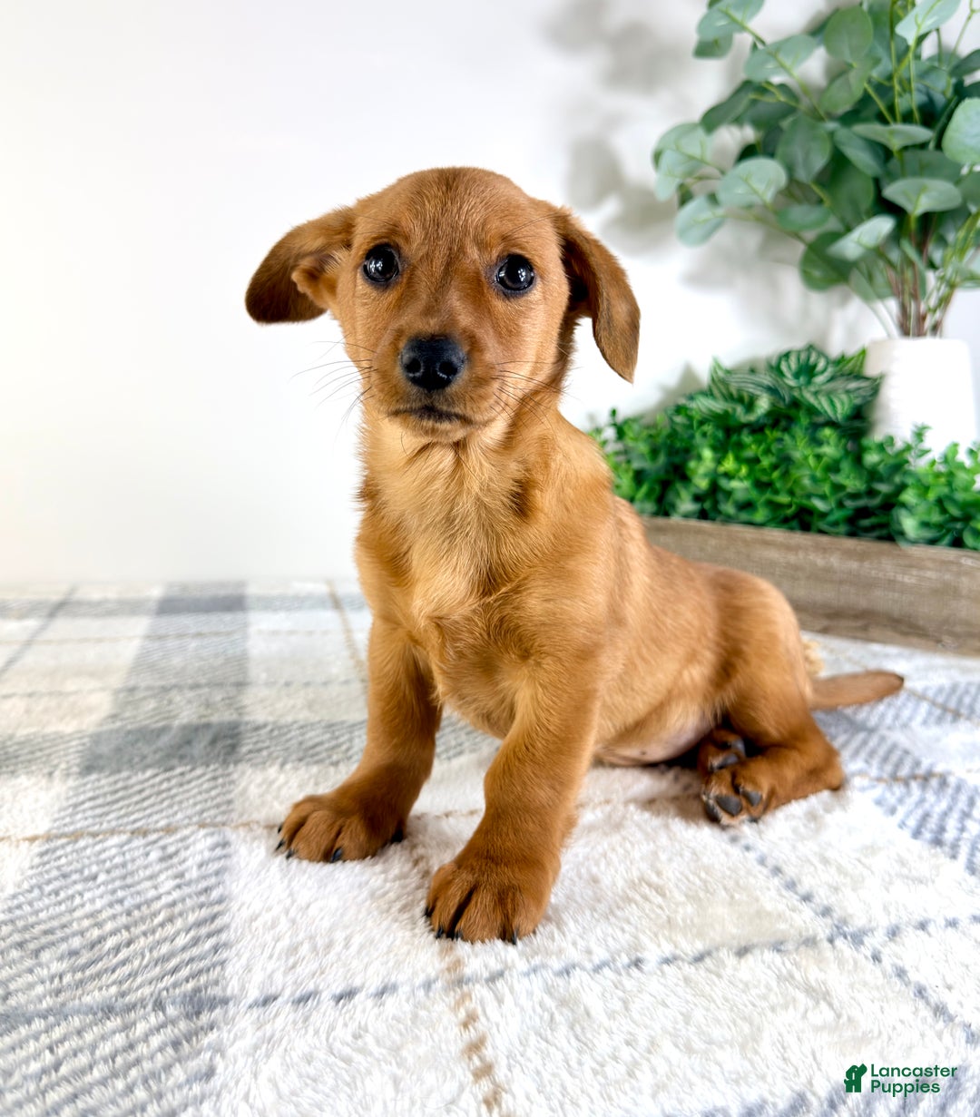 Mixed Breed dogs for sale: Delilah - Ad 4