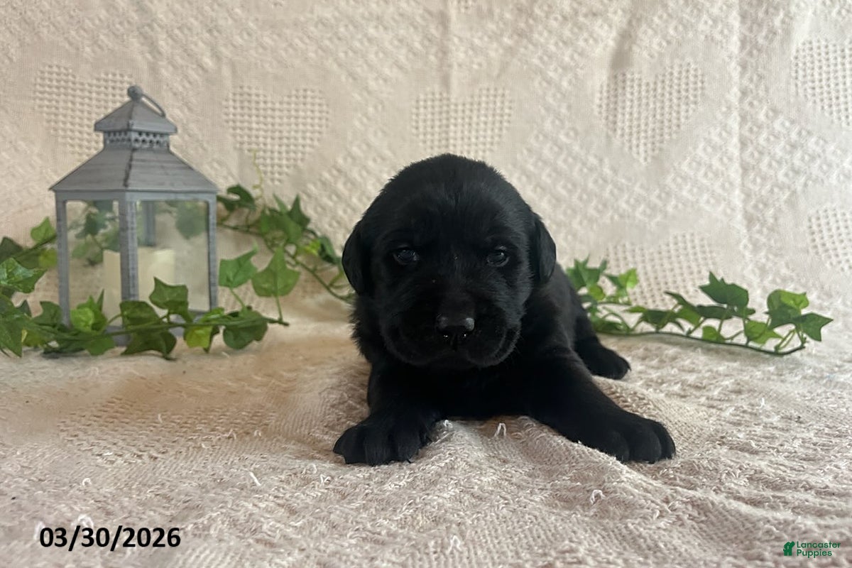 Labrador Retriever dogs Rolly - Ad 2