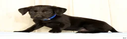 Labrador Retriever dogs for sale: Brinly - Ad 6
