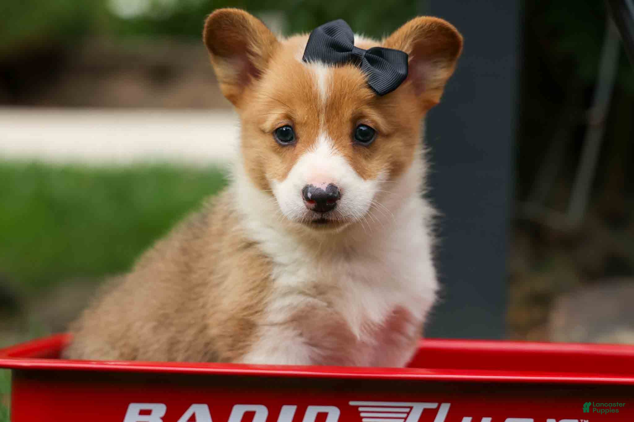 Welsh Corgi Pembroke dogs Trooper🐶 - Ad 1