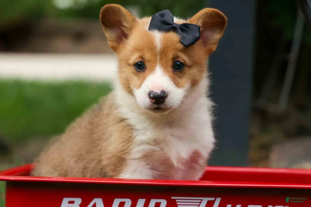 Welsh Corgi Pembroke dogs for sale: Trooper🐶 - Ad 1