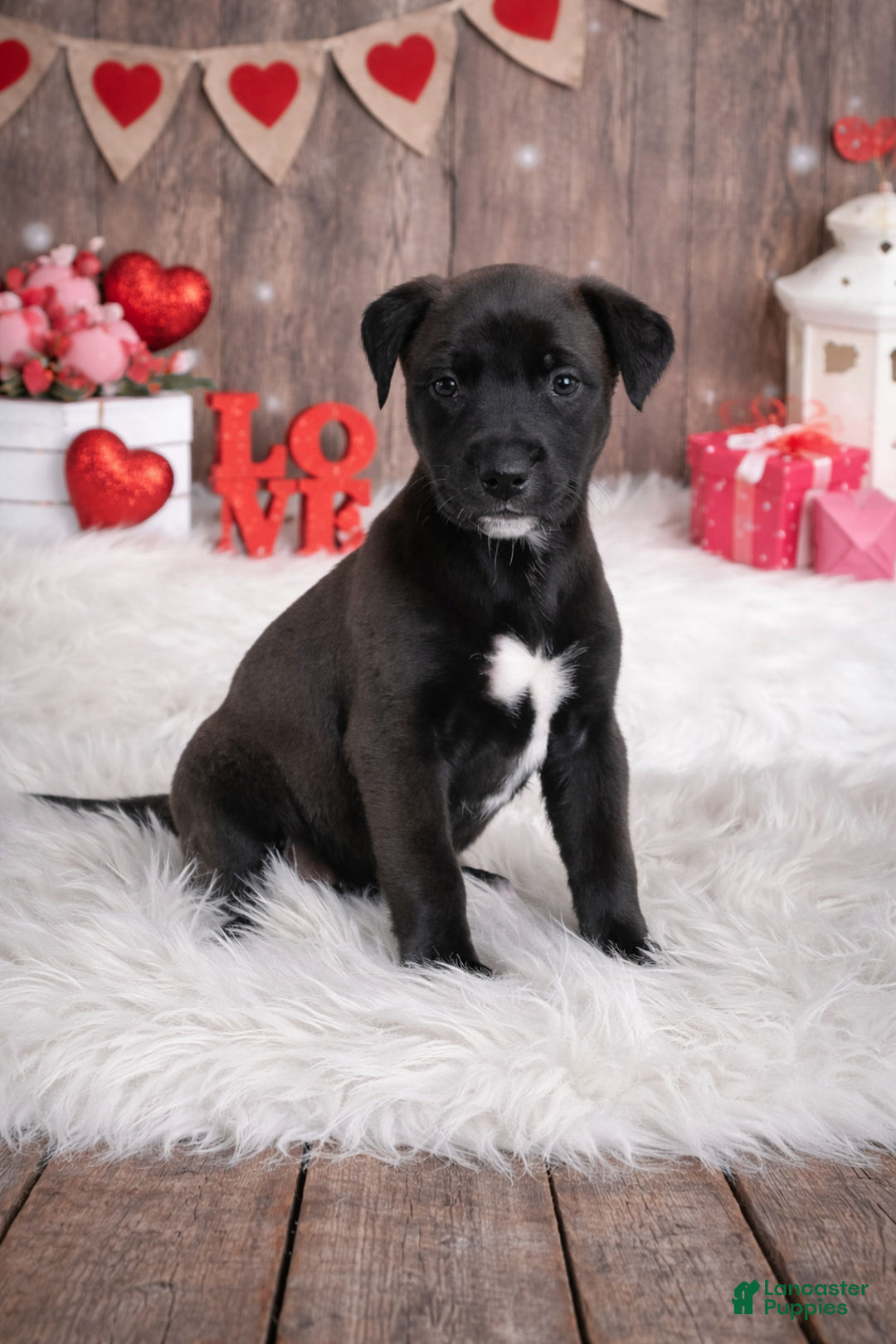 Mixed Breed dogs for sale: Gravy - Ad 1