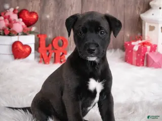 Mixed Breed dogs Gravy - Ad 29