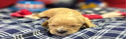 Cavapoo dogs for sale: Tumbleweed - Ad 2