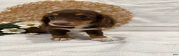 Miniature Dachshund dogs for sale: Daphne - Ad 2