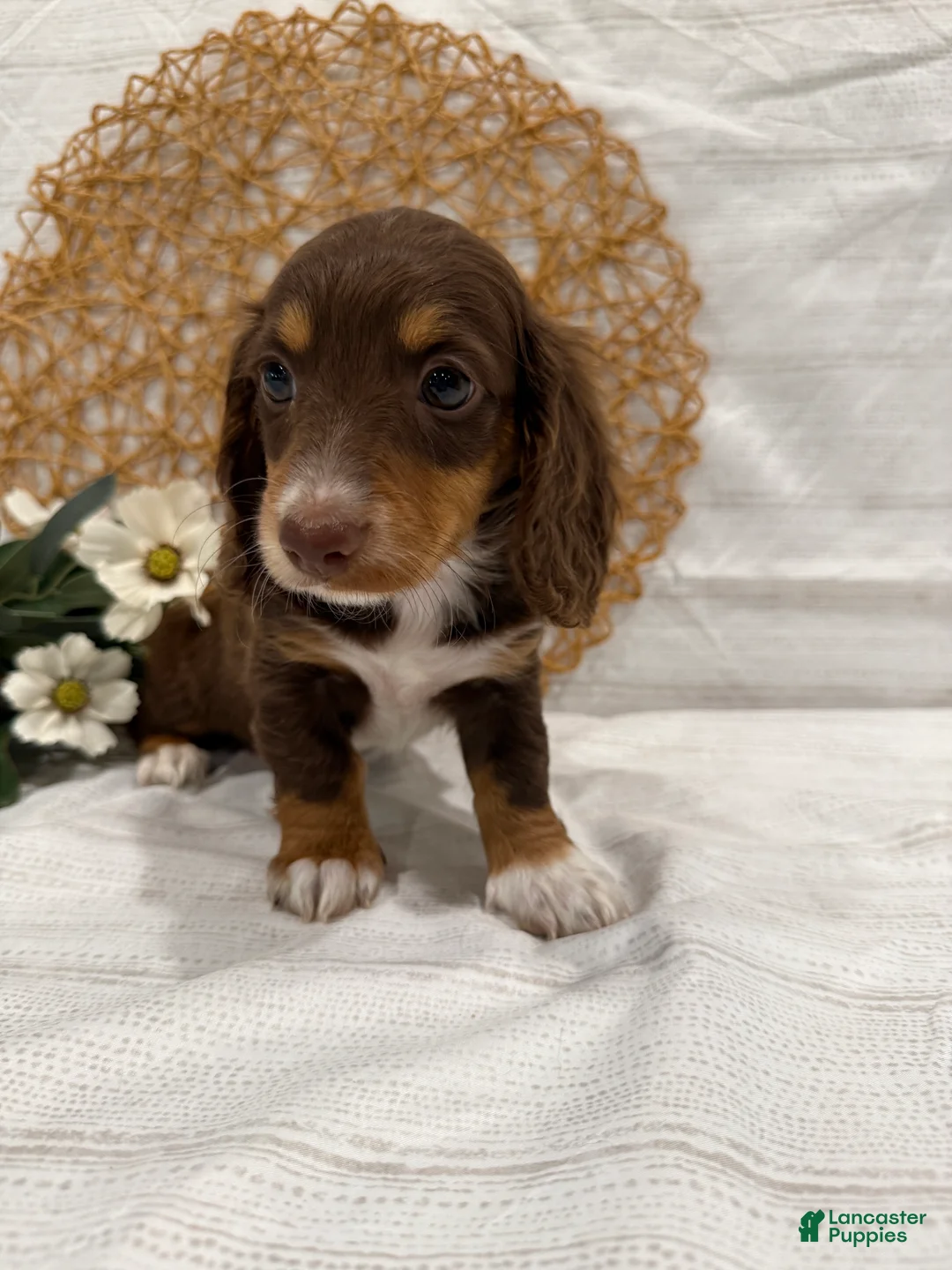 Miniature Dachshund dogs for sale: Daphne - Ad 2