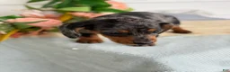 Miniature Dachshund dogs for sale: Jubilee - Ad 16