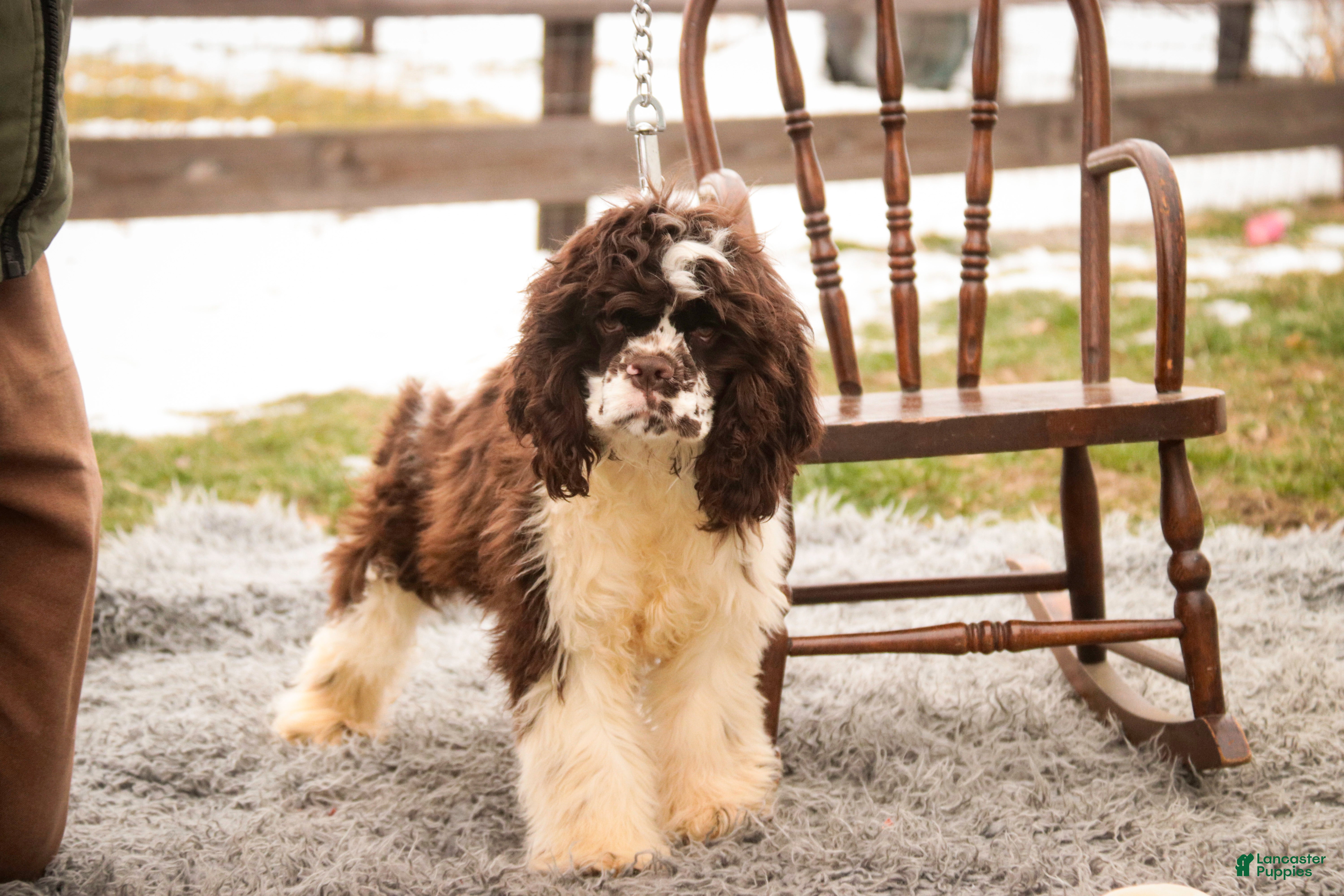 Cocker Spaniel dogs Pippin - Ad 29