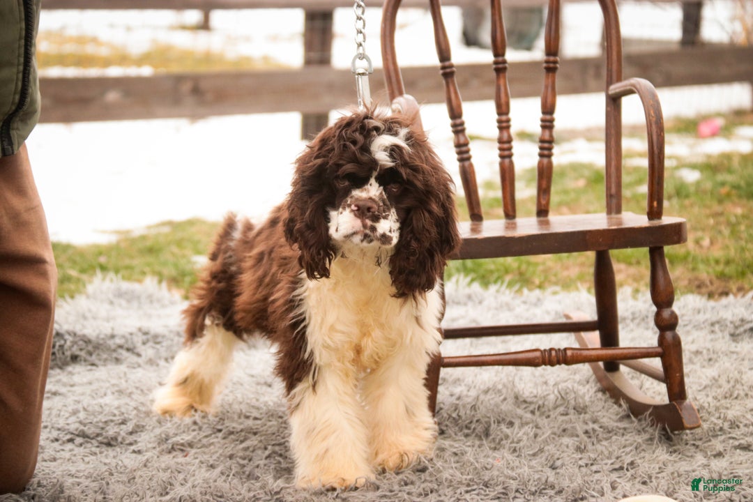 Cocker Spaniel dogs for sale: Pippin - Ad 1