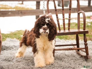 Cocker Spaniel dogs Pippin - Ad 29