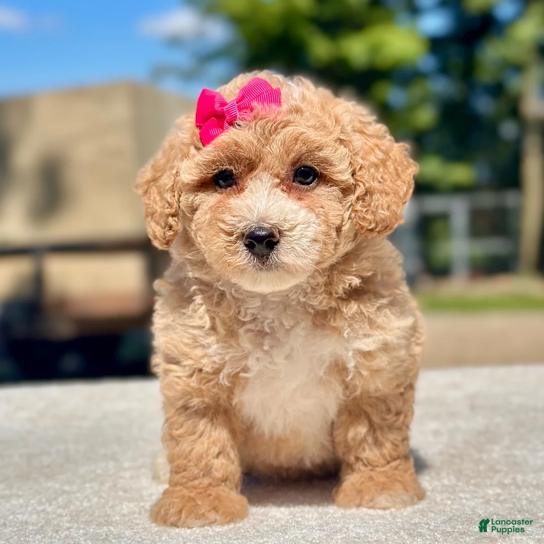 Maltipoo dogs for sale: Everest - Ad 1