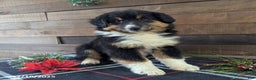 Mixed Breed dogs for sale: Brittany - Ad 4