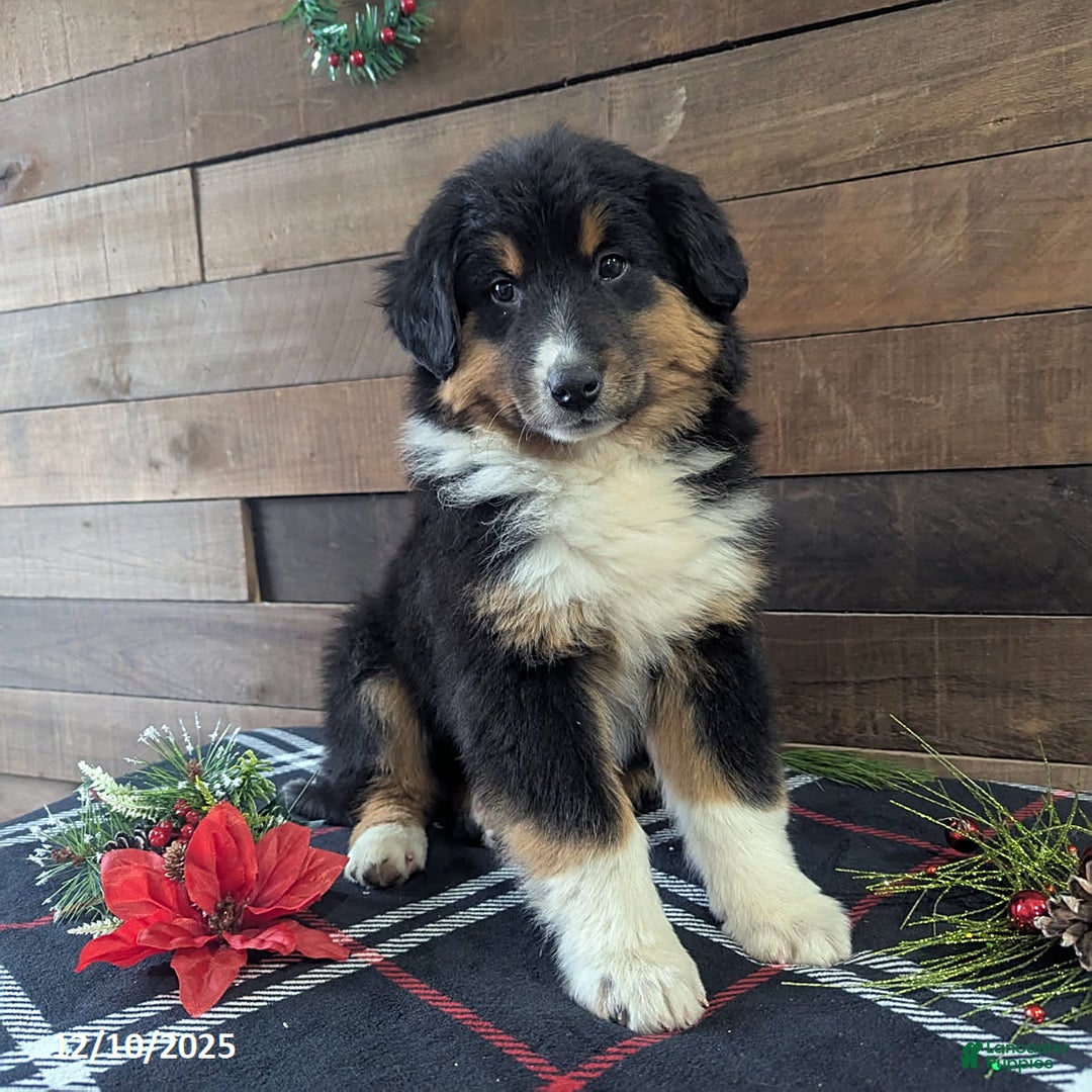 Mixed Breed dogs for sale: Brittany - Ad 4