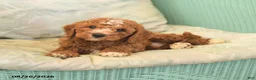 Cavapoo dogs for sale: Farlow - Ad 3