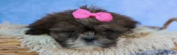 Shih Tzu dogs for sale: RUBY - Ad 15