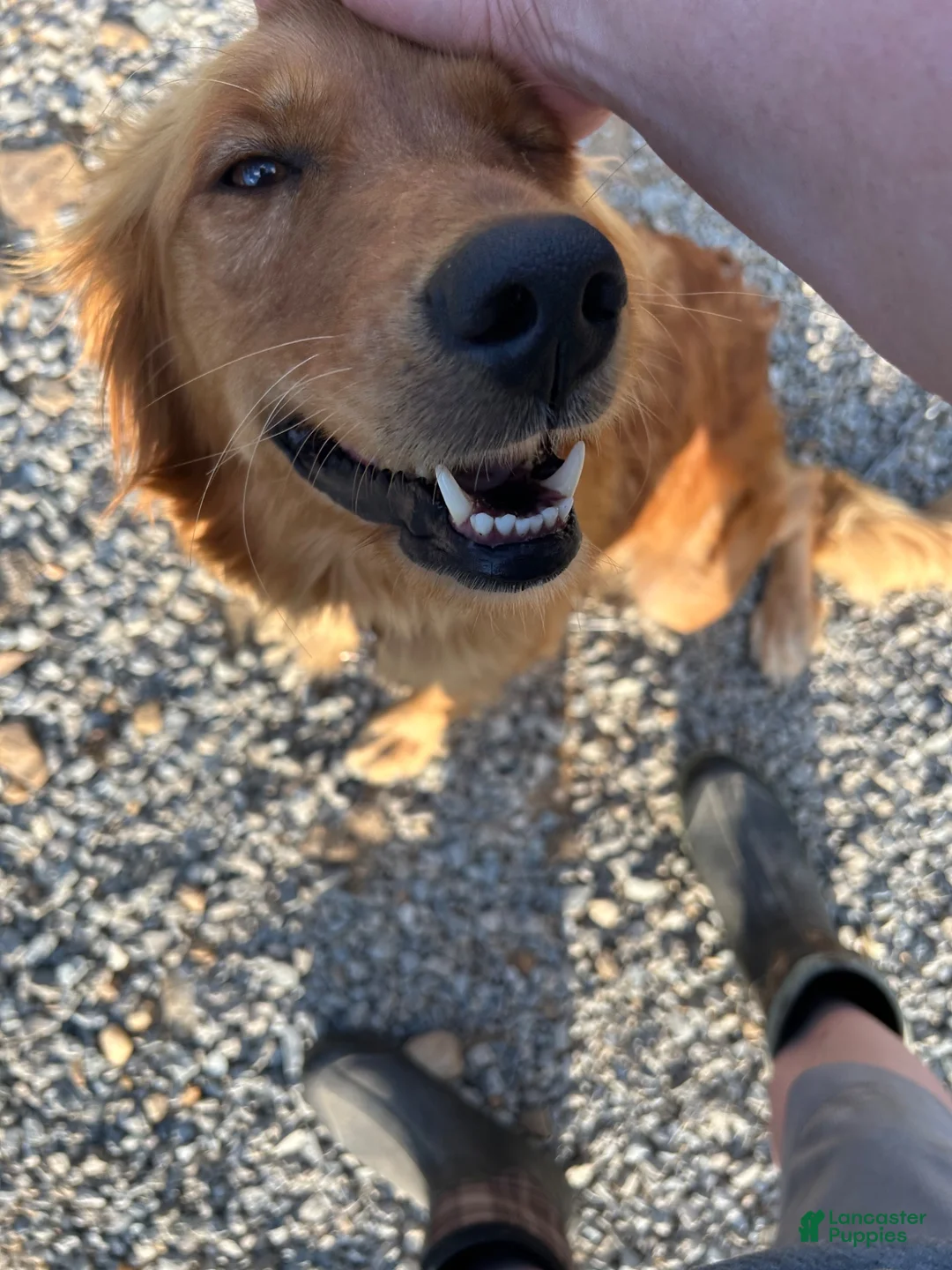 Golden Retriever dogs for sale: Female Golden Retriever 2 - Ad 2