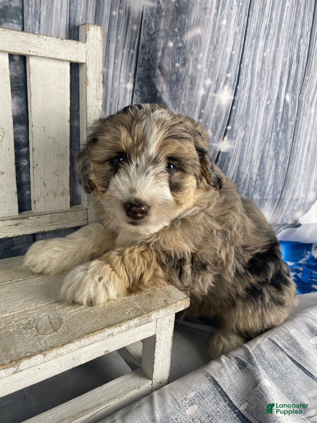 Aussiedoodle dogs for sale: Luke - Ad 3