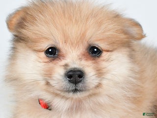 Pomeranian dogs - Ad 42