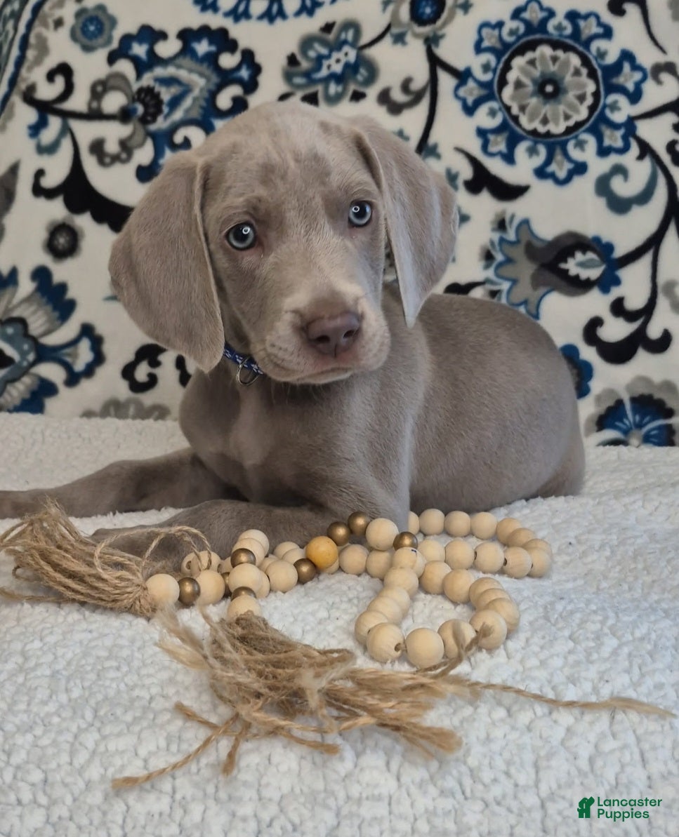 Weimaraner dogs Bullet - Ad 1