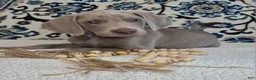 Weimaraner dogs for sale: Bullet - Ad 1