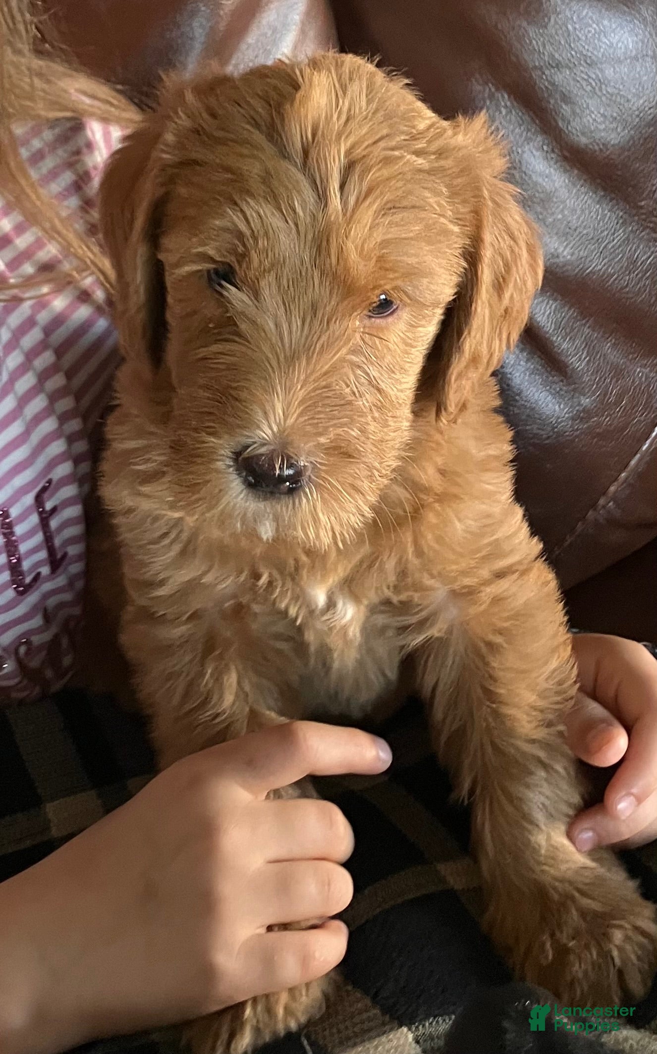Labradoodle dogs Fern - Ad 1