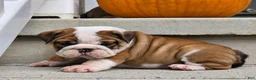 English Bulldog dogs for sale: Monroe - Ad 3