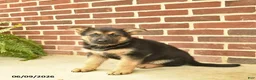 German Shepherd dogs for sale: Buddy - Ad 3