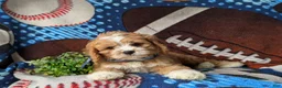 Cavapoo dogs for sale: Simpson - Ad 7