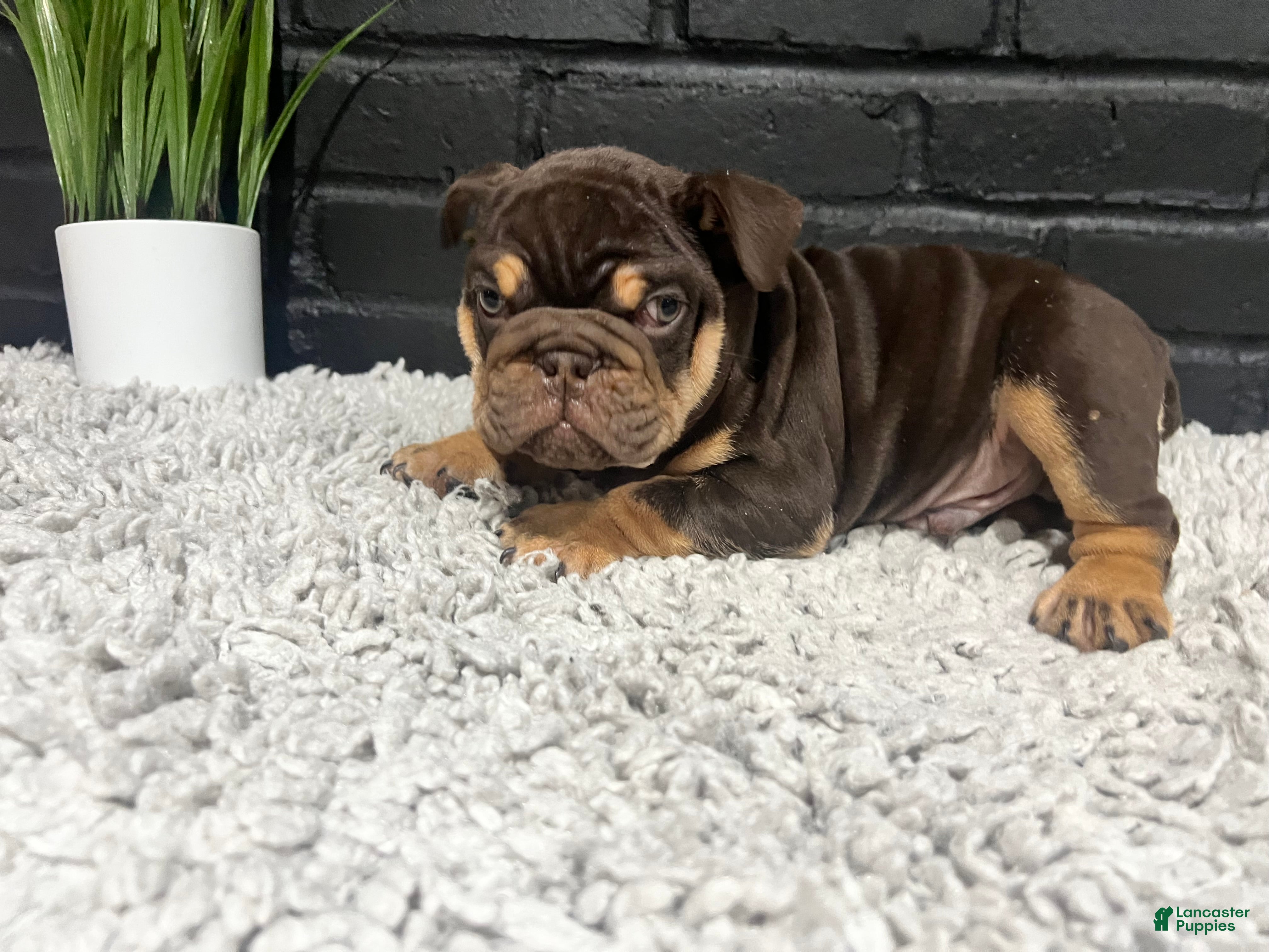 English Bulldog dogs for sale: Gravy - Ad 3