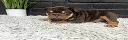 English Bulldog dogs for sale: Gravy - Ad 1