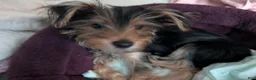 Yorkshire Terrier dogs for sale: Yorkshire Terrier 1 - Ad 6