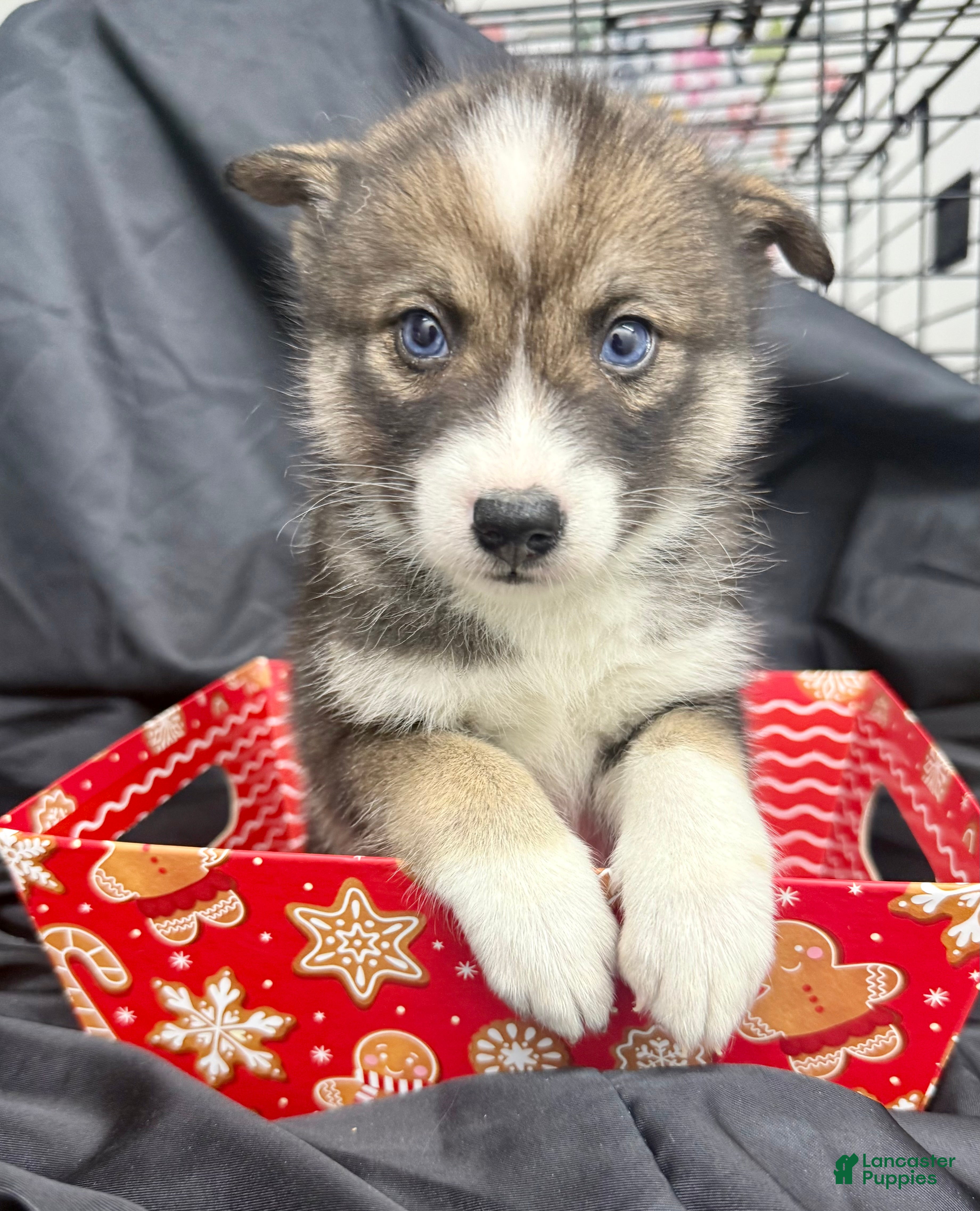 Mixed Breed dogs Noelle - Ad 40