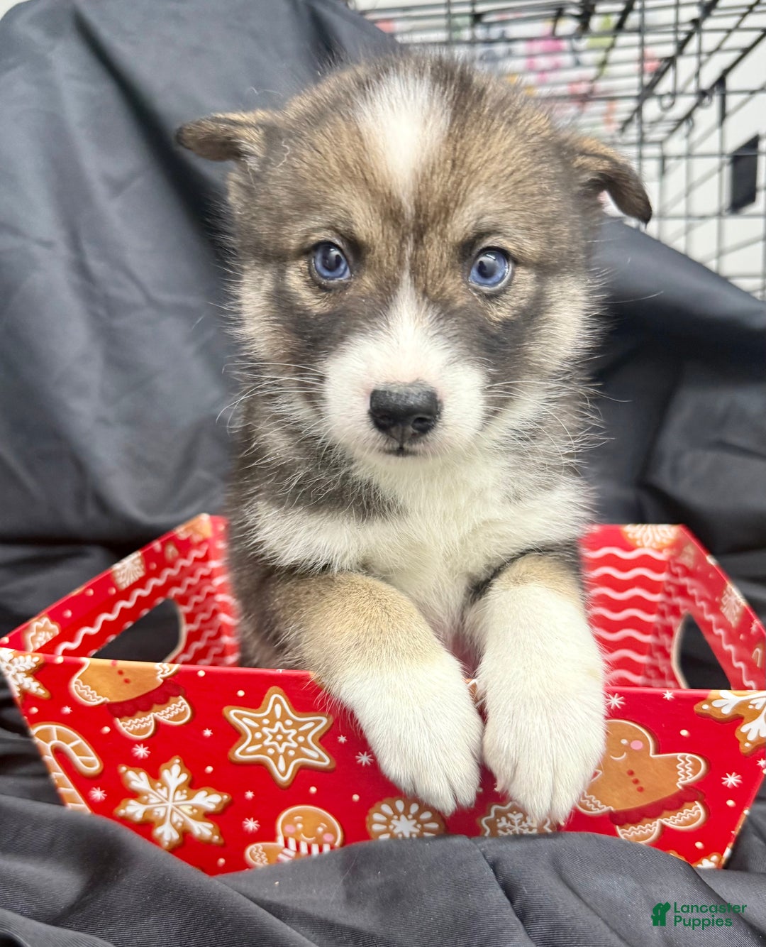 Mixed Breed dogs for sale: Noelle - Ad 1