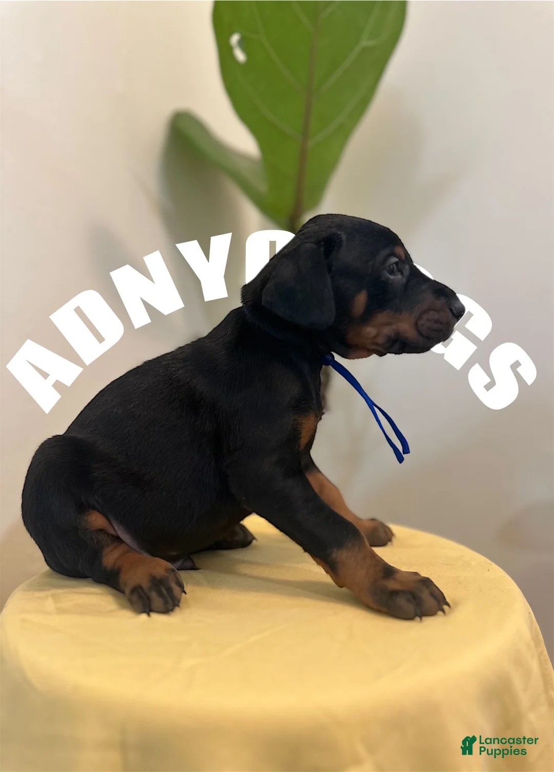 Doberman Pinscher dogs for sale: Doberman Pinscher (Male) - Ad 8