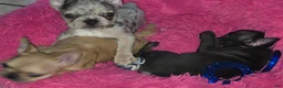 French Bulldog dogs for sale: French Bulldog 1 - Ad 7