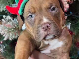 American Pit Bull Terrier dogs Blitz - Ad 21