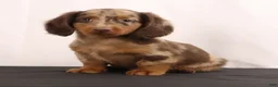 Dachshund dogs for sale: Duke - Ad 18