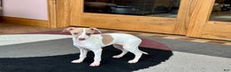 Italian Greyhound dogs for sale: Cindy - Ad 3