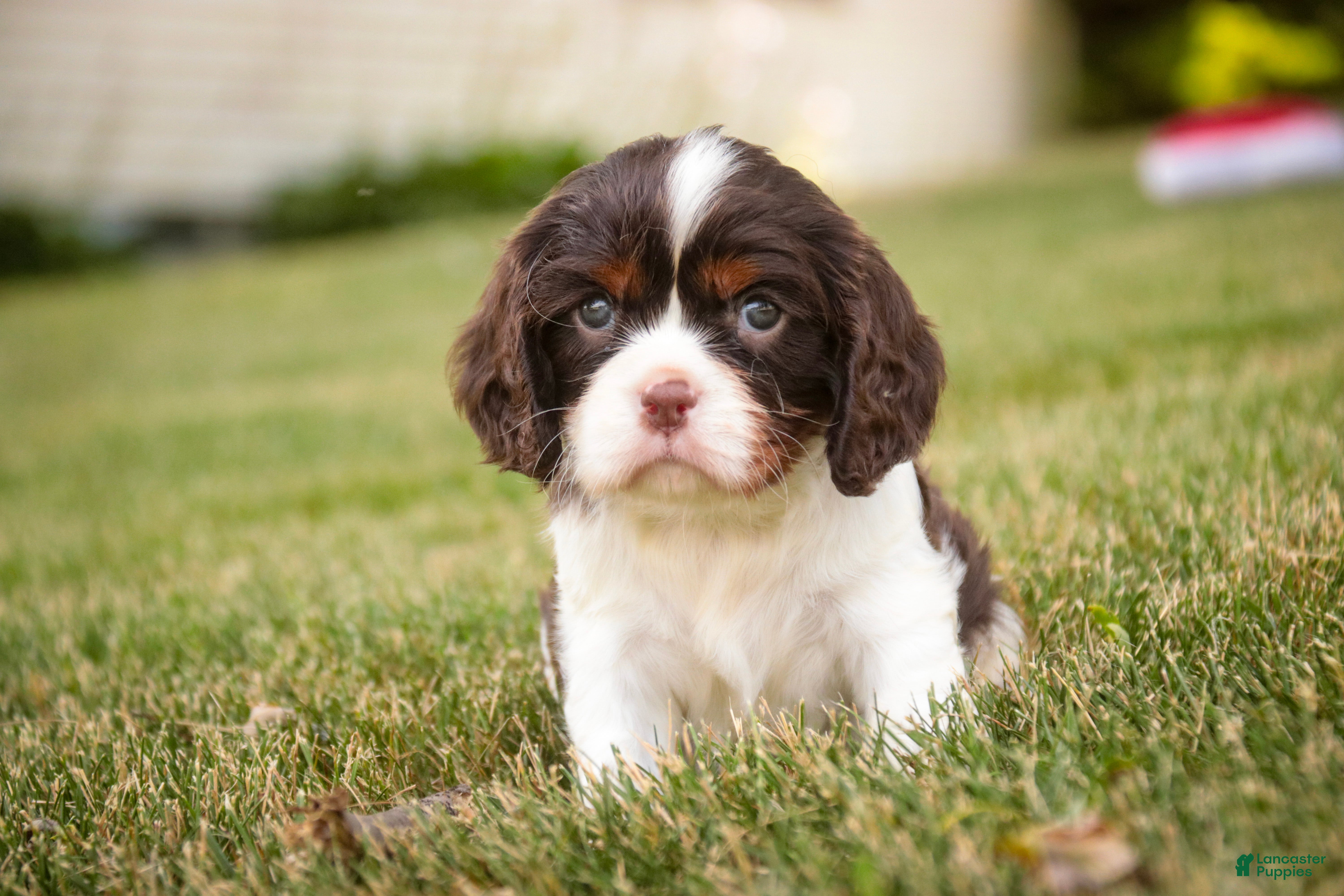Cavalier King Charles Spaniel dogs Presley Cavalier King Charles Spaniel  - Ad 1
