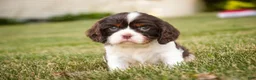Cavalier King Charles Spaniel dogs for sale: Presley Cavalier King Charles Spaniel  - Ad 1