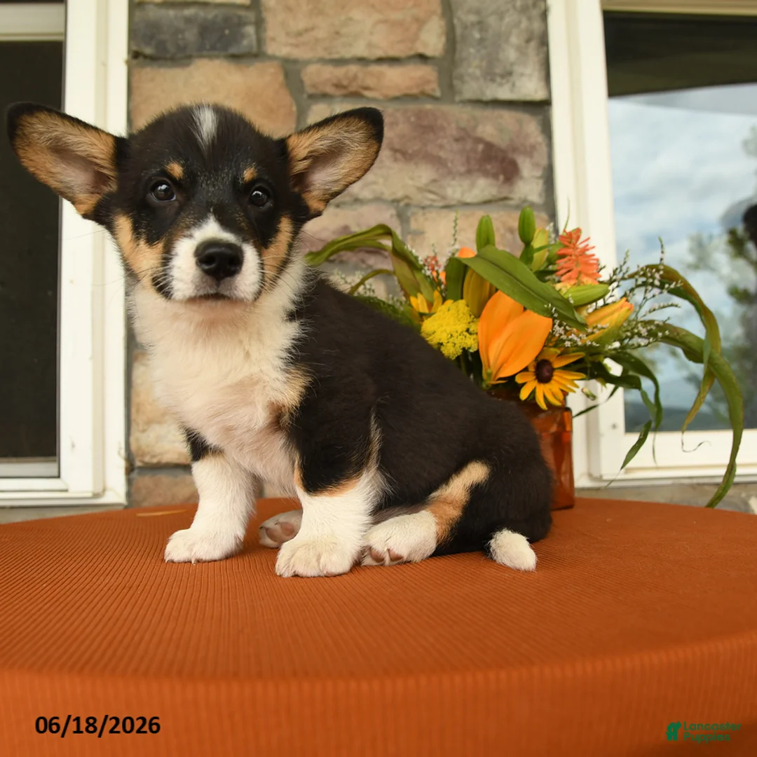 Welsh Corgi Pembroke dogs for sale: Doncan - Ad 2