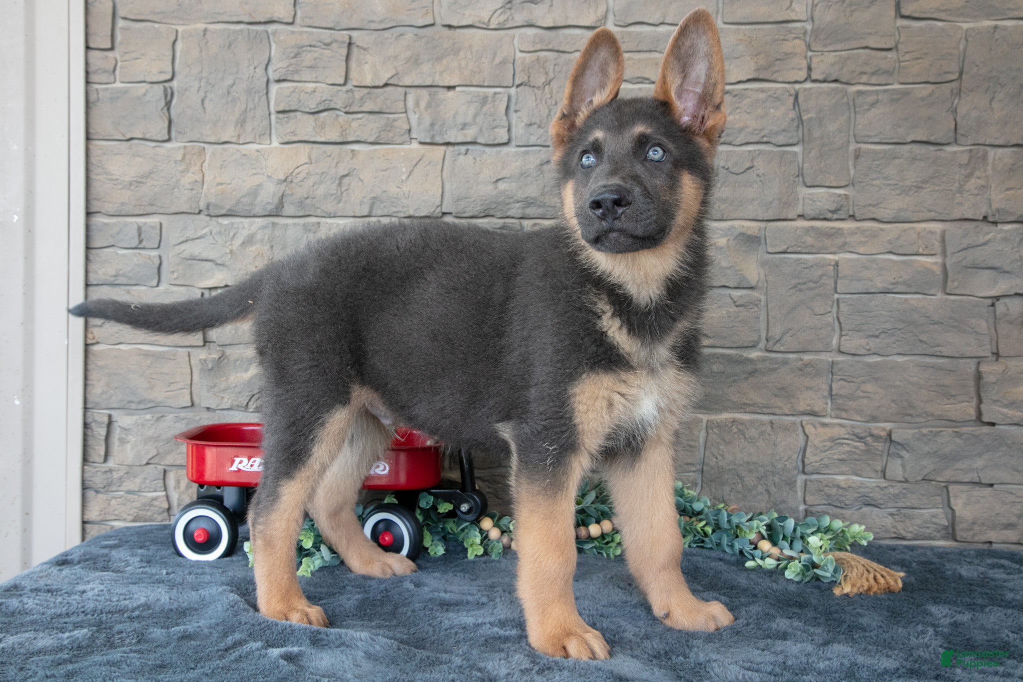 German Shepherd dogs Ace - Ad 2