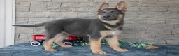 German Shepherd dogs for sale: Ace - Ad 2