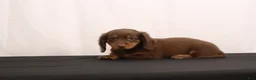 Dachshund dogs for sale: Ginger - Ad 3