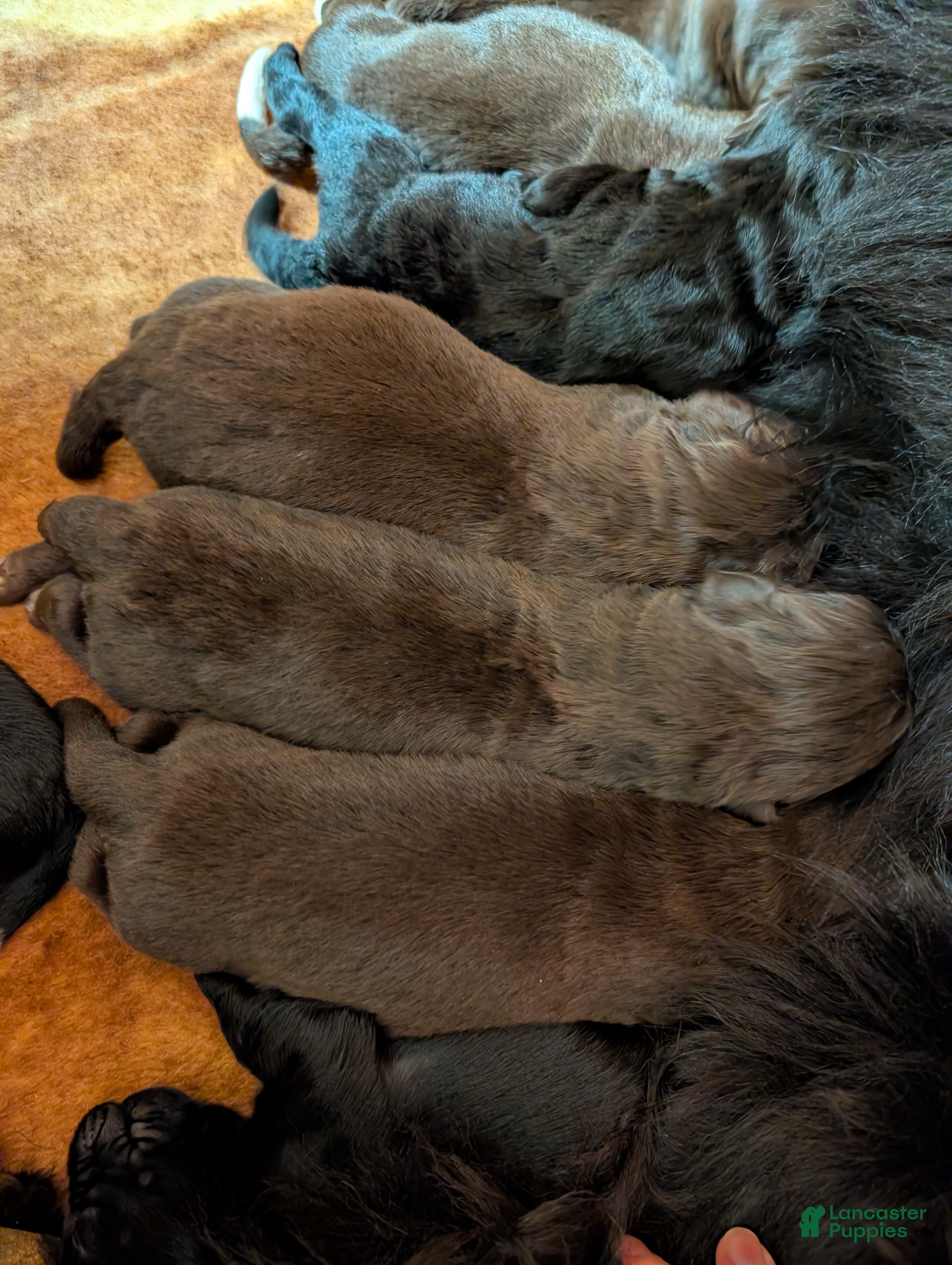 Newfoundland dogs Hollyn - Ad 26