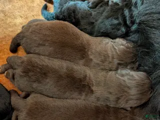 Newfoundland dogs Hollyn - Ad 20