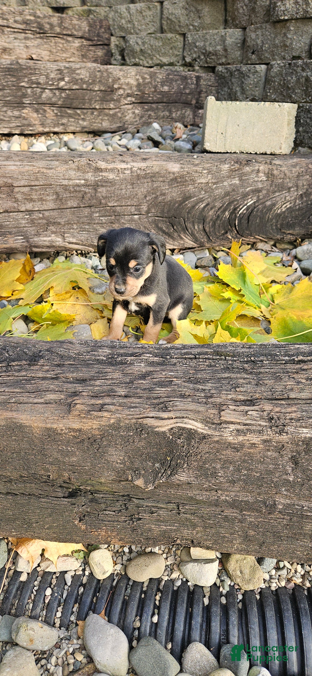 Mixed Breed dogs for sale: Hondo - Ad 4