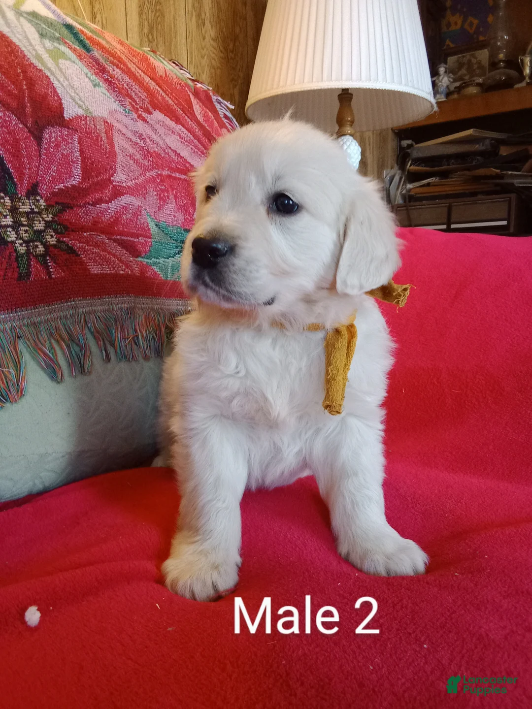 Golden Retriever dogs for sale: Golden Retriever Puppy 2 - Ad 2